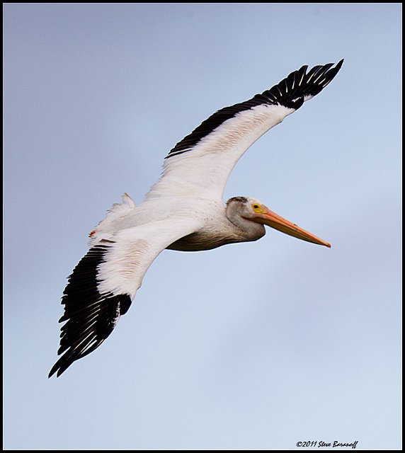 _1SB6474 american white pelican.jpg